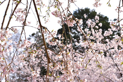 daigonohanami2