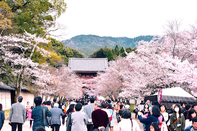 daigonohanami1